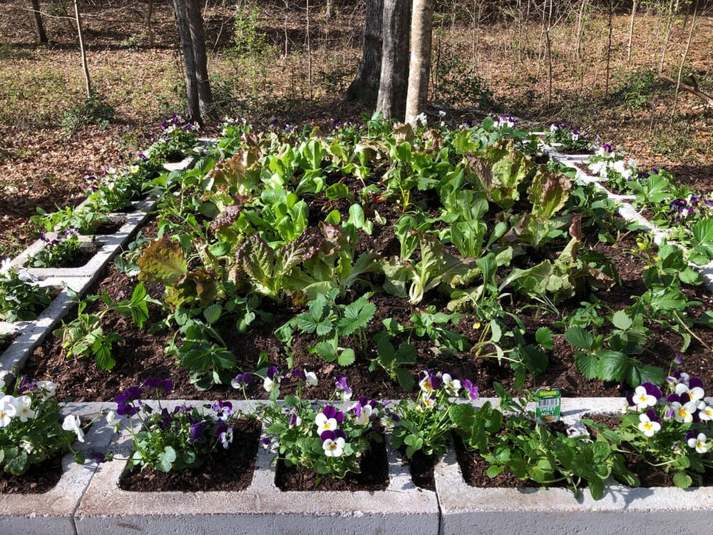 Raised Bed Vegetable Garden - Concrete Blocks Planter for Small Spaces