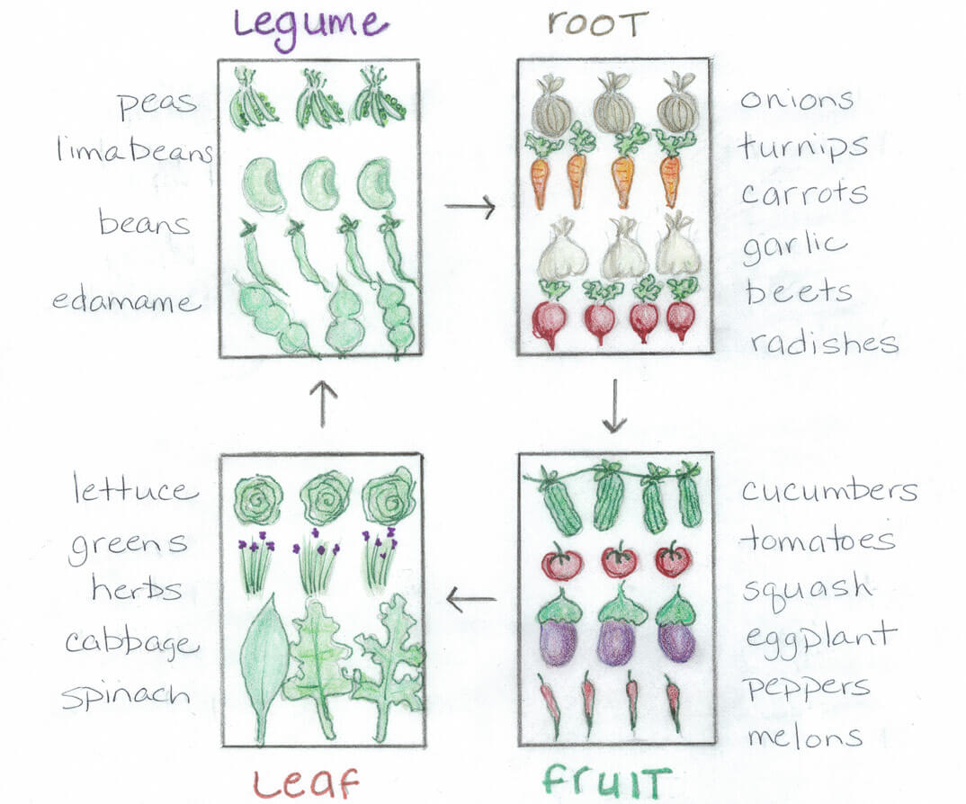Crop Rotation Made Easy – Bonnie Plants