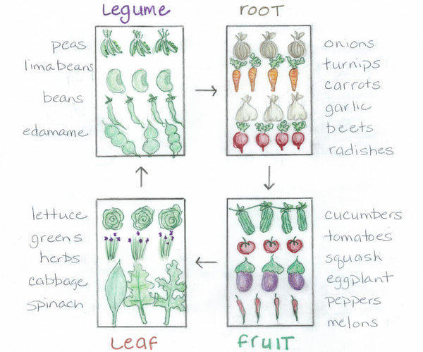 vegetable crop rotation diagram