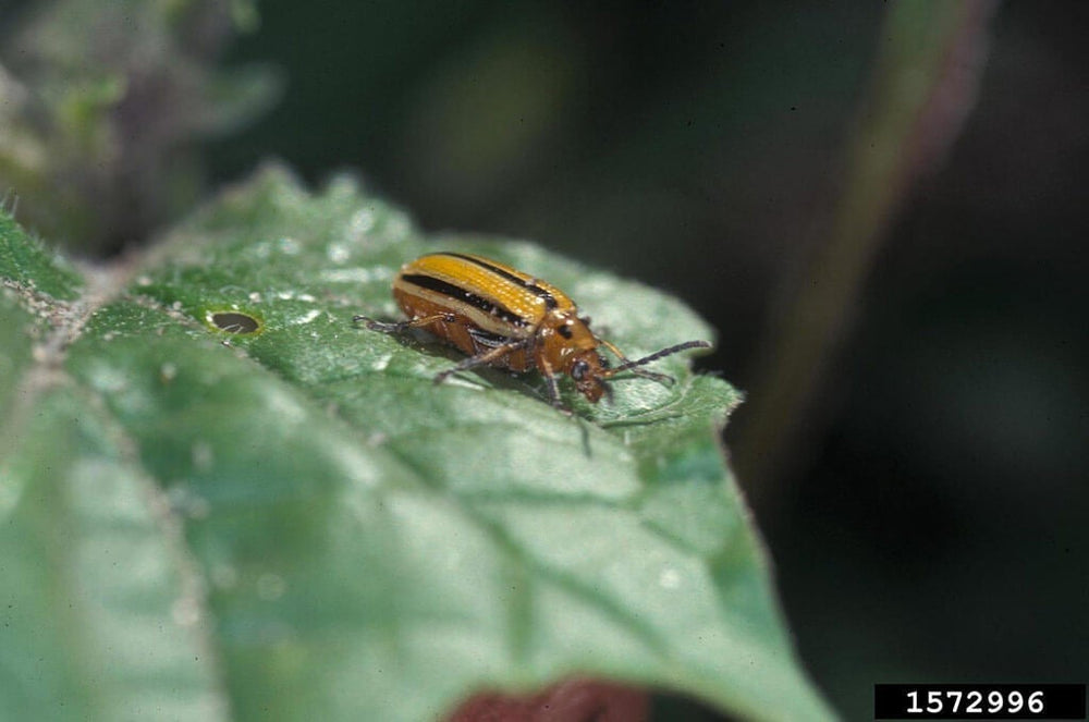 Close-up of adult striped cucumber beetle on cucumber leaf