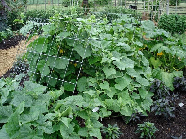 Use a trellis to grow cucumbers in a small garden space.