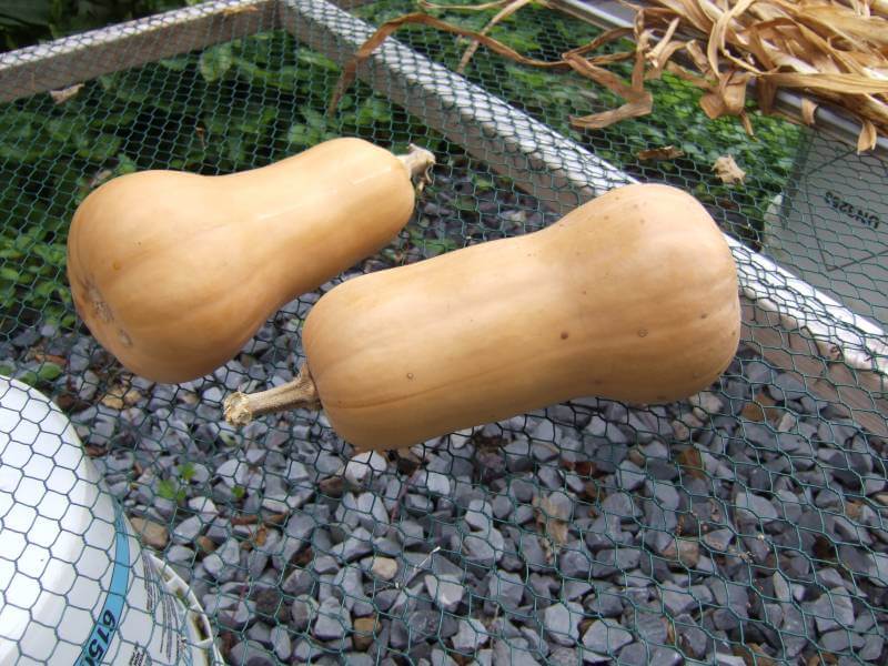 Cure squash on a surface that provides excellent air circulation, such as chicken wire.