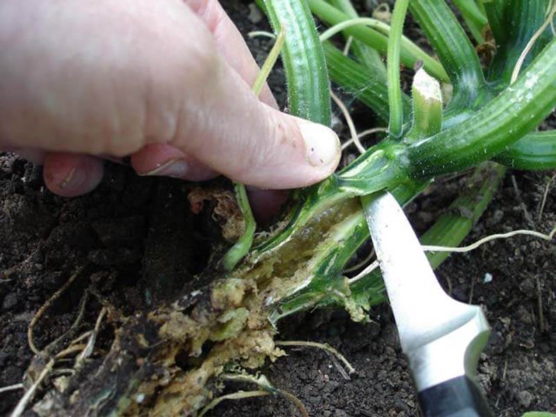 Cut open the squash stem to expel the squash vine borers.