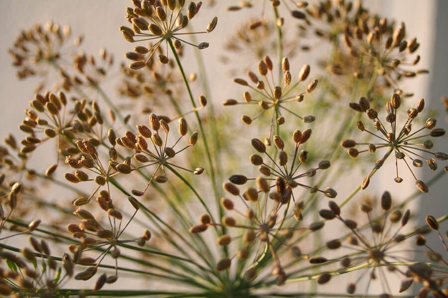 You can dry dill flowers and harvest the seed