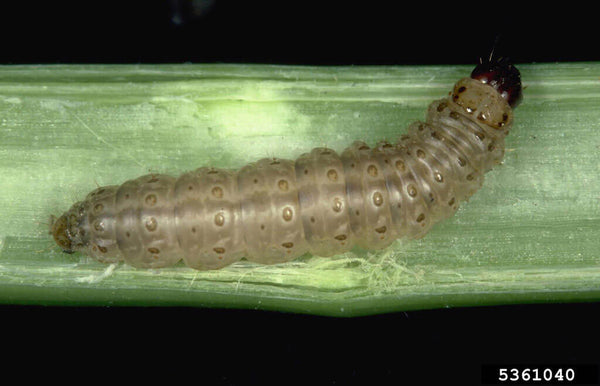 Closeup of a European corn borer larva