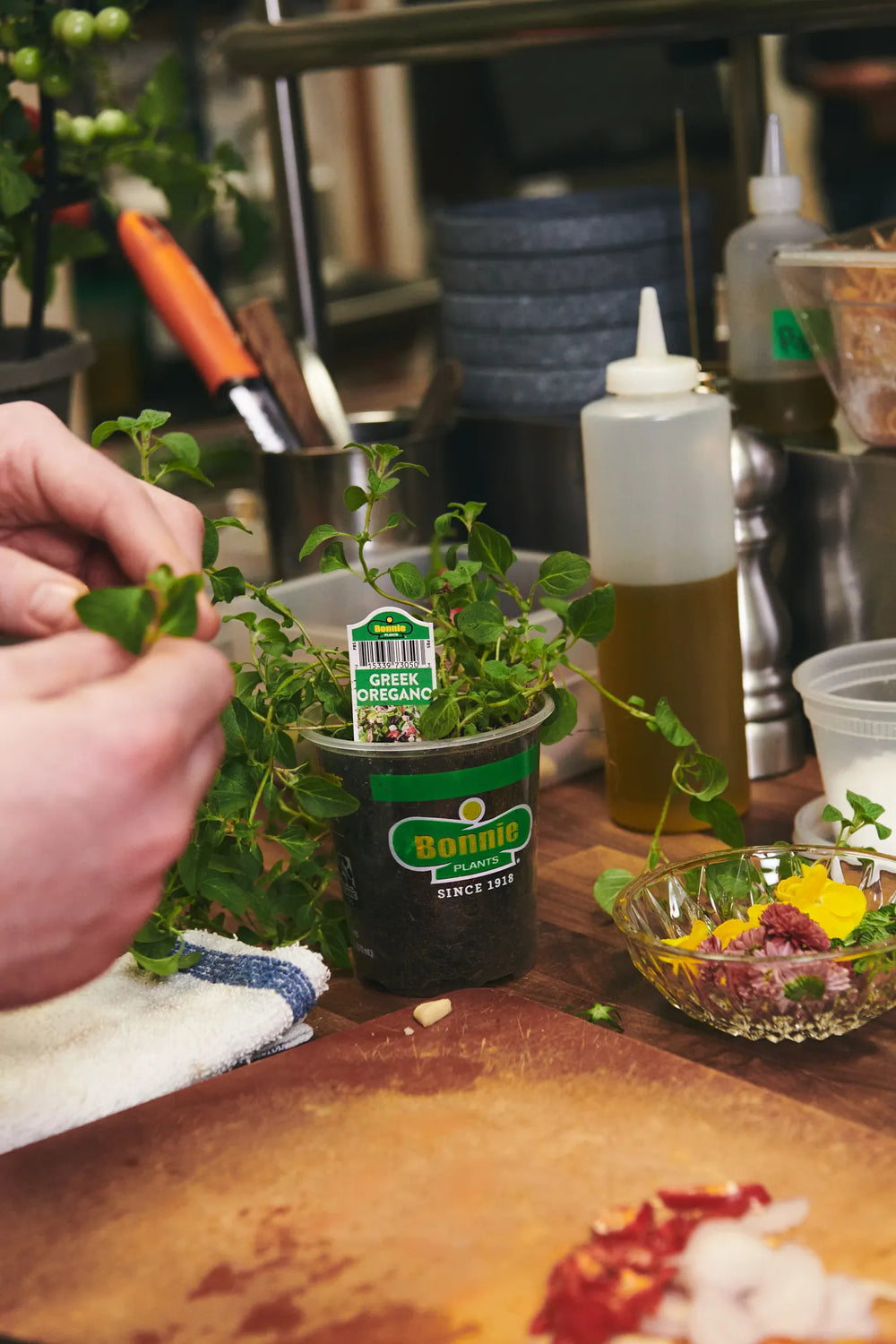 What’s Special About a Bonnie Plant?