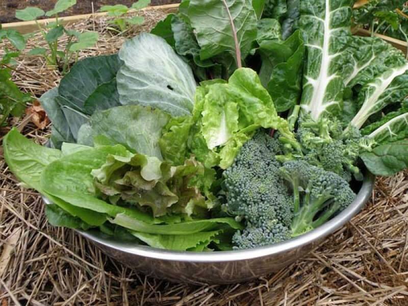 Fall Vegetable Plants Picking Guide | Bonnie Plants