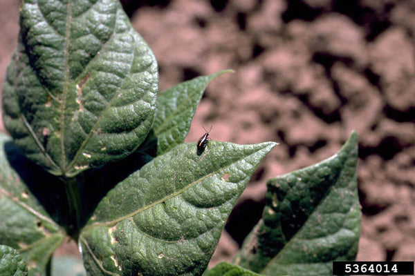 Flea beetle on bean plant leaf
