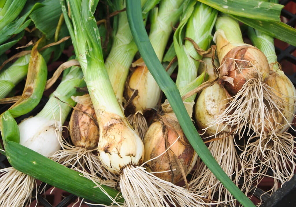 How to Grow Leeks: Expert Tips for a Bountiful Harvest