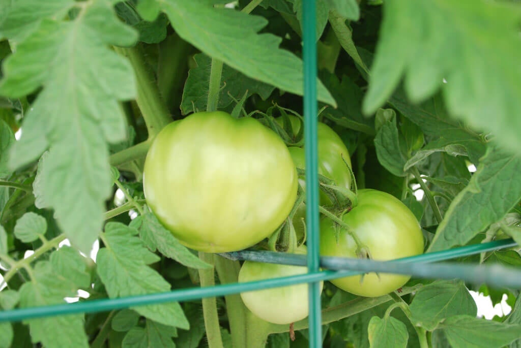early tomatoes on vine with cage