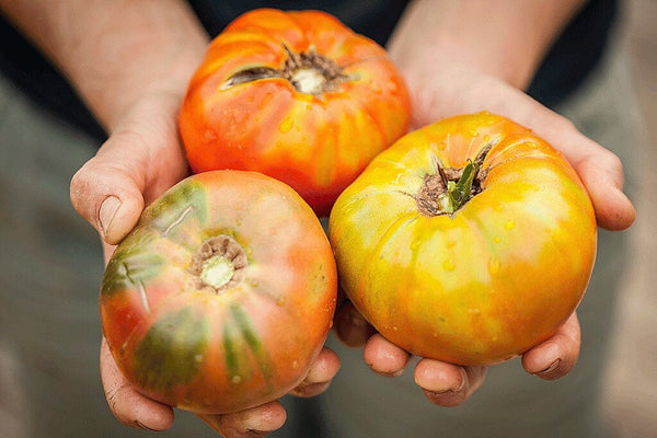 Growing Heirloom Tomatoes: hand holding trio of heirloom tomatoes