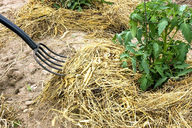 Using Straw to Stretch Feed Supplies