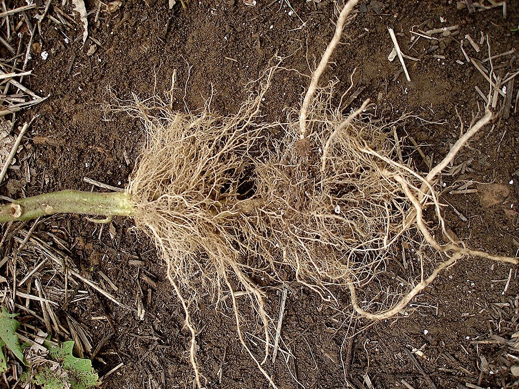 Kinked Roots Healthy Plant Roots