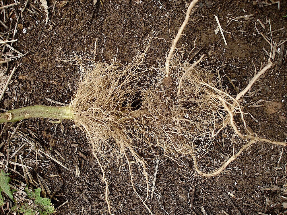 Healthy roots: tomato roots along stem