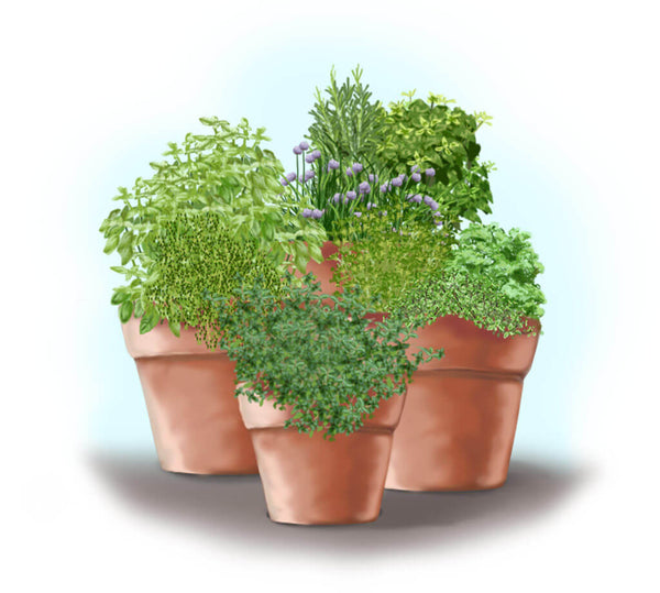 front view of herb garden in containers