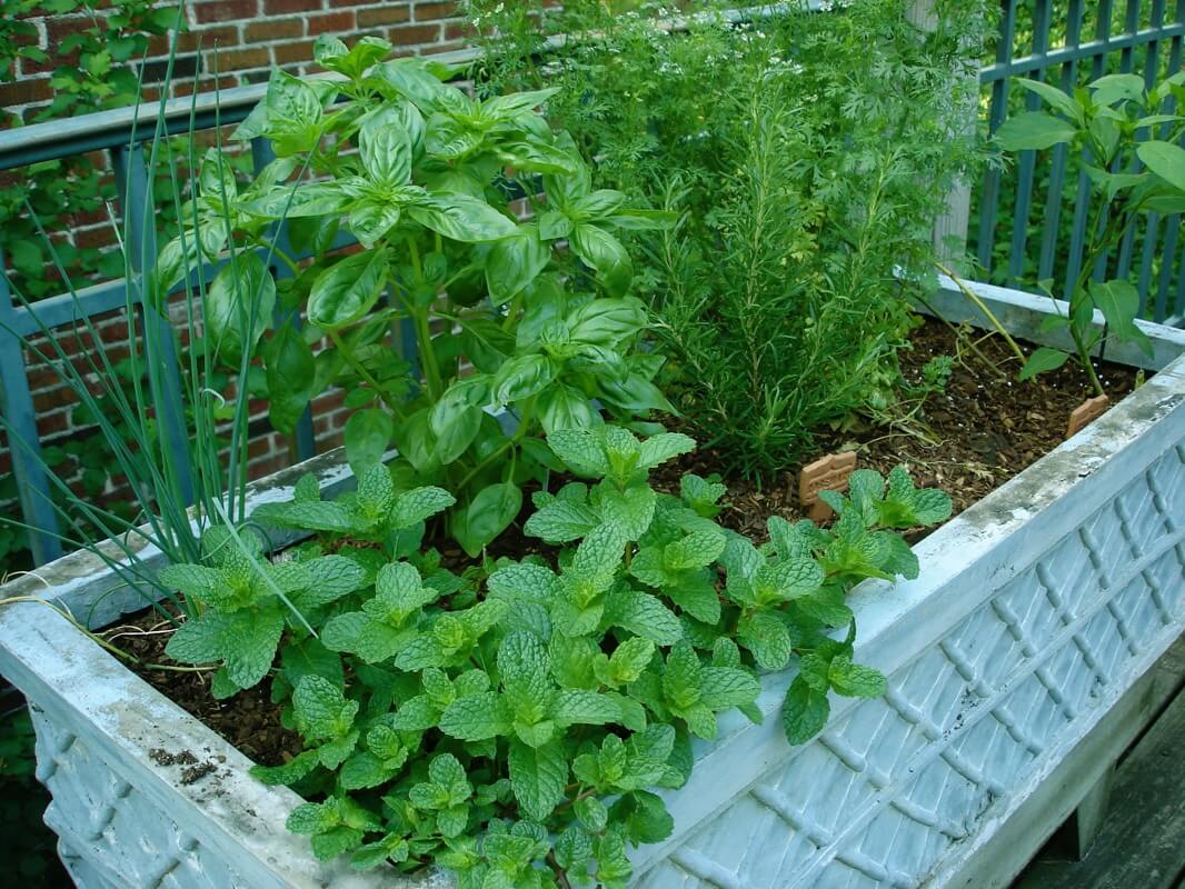 Image of Cilantro and mint herbs to grow together in raised bed