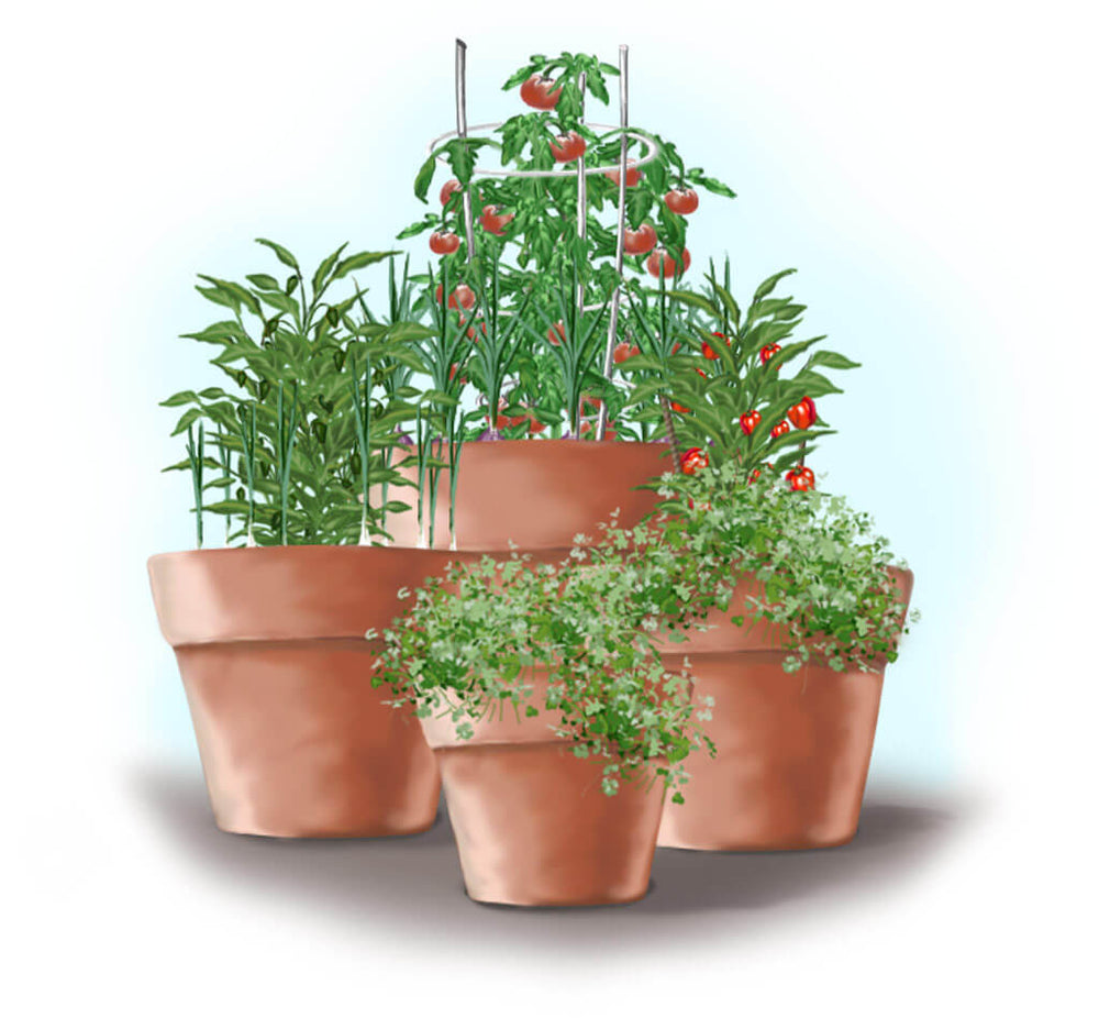 salsa garden in containers