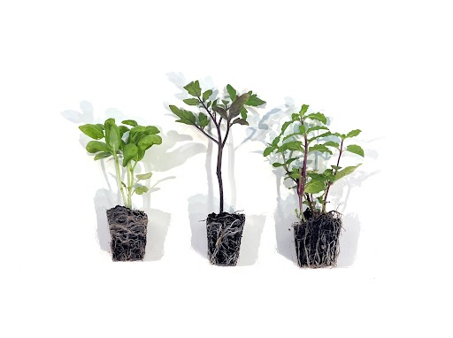 How to Grow and Care for Plugs