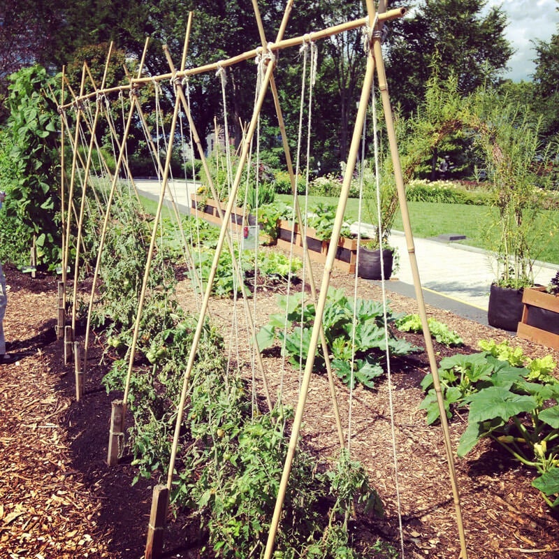 Ways To Support Tomato Plants Ways To Support Tomato Plants