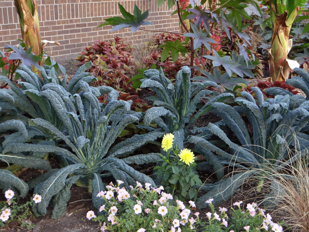 Vegetables High in Antioxidants: large Lacinato kale plants with annual flowers and bushes in landscaped area