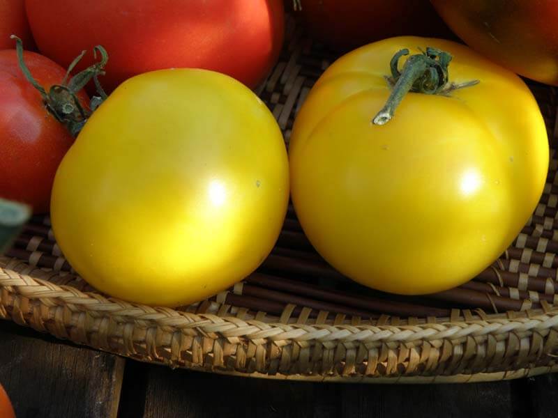 Yellow tomatoes taste less acidic but actually don't contain less acid.