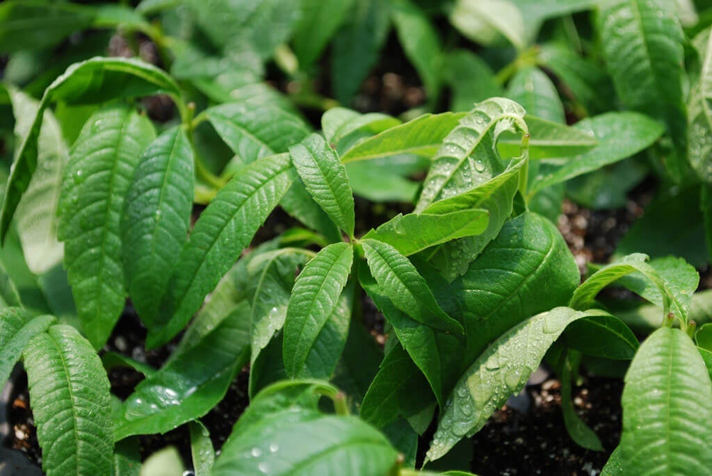 verbena plant leaf