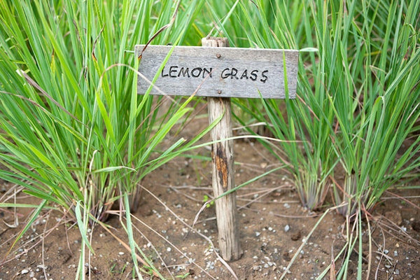 Lemon Grass in the Garden with marker sign.