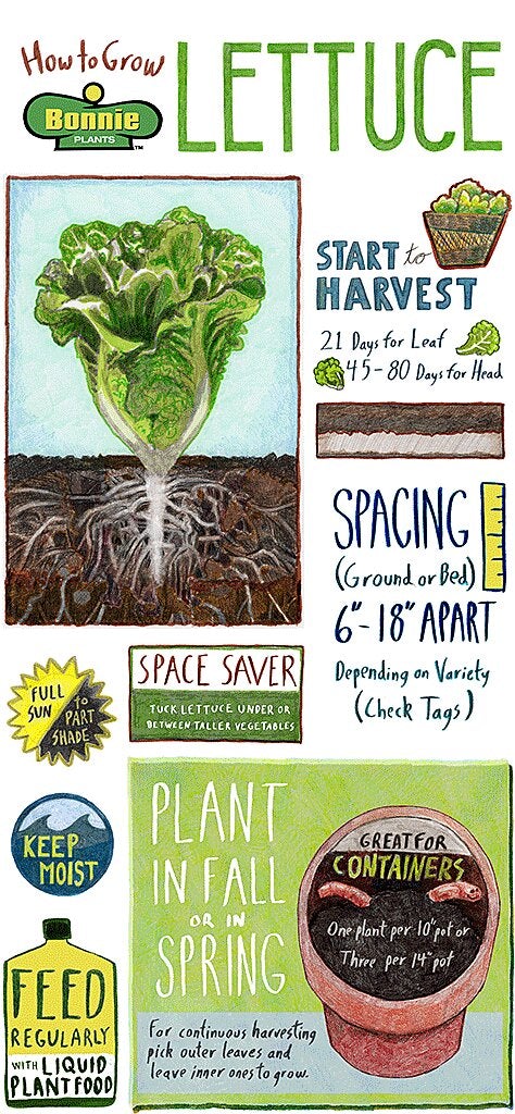 Pruning, training, and repotting: shape and space for growth