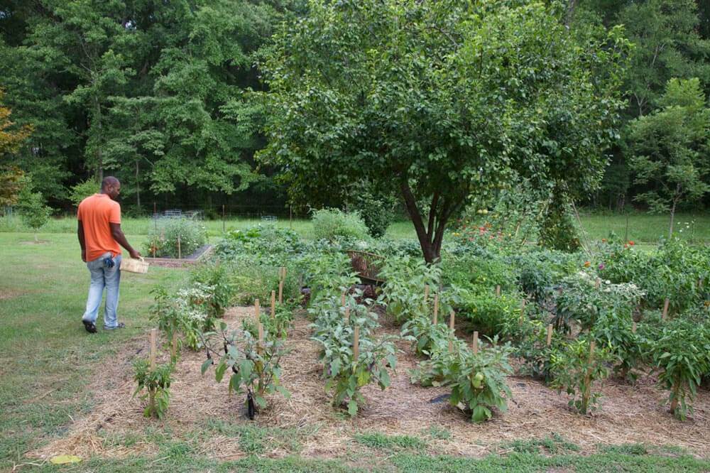 Small vegetable garden ideas: 15 ways to maximize your space