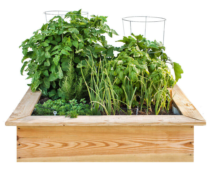 Create a 4 x 4-foot Mediterranean Raised Bed Garden | Bonnie Plants