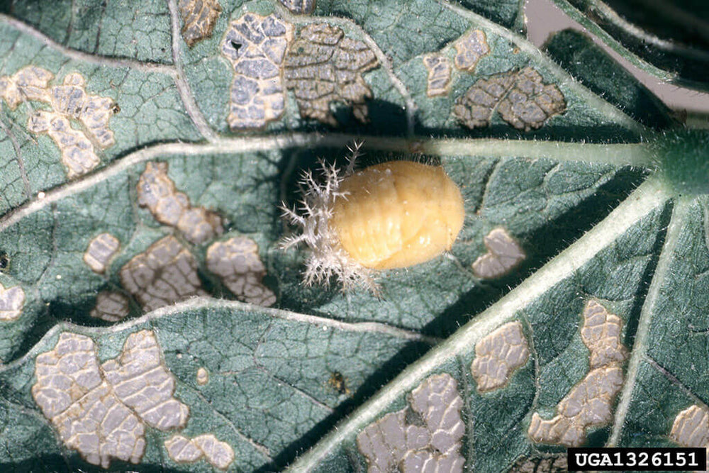 Mexican bean beetle pupa damaging bean leaf
