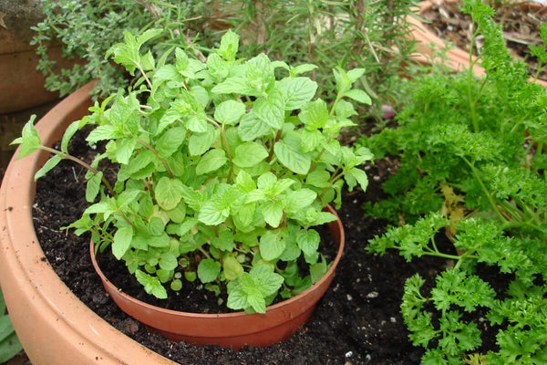How to Start an Herb Garden: container herb garden