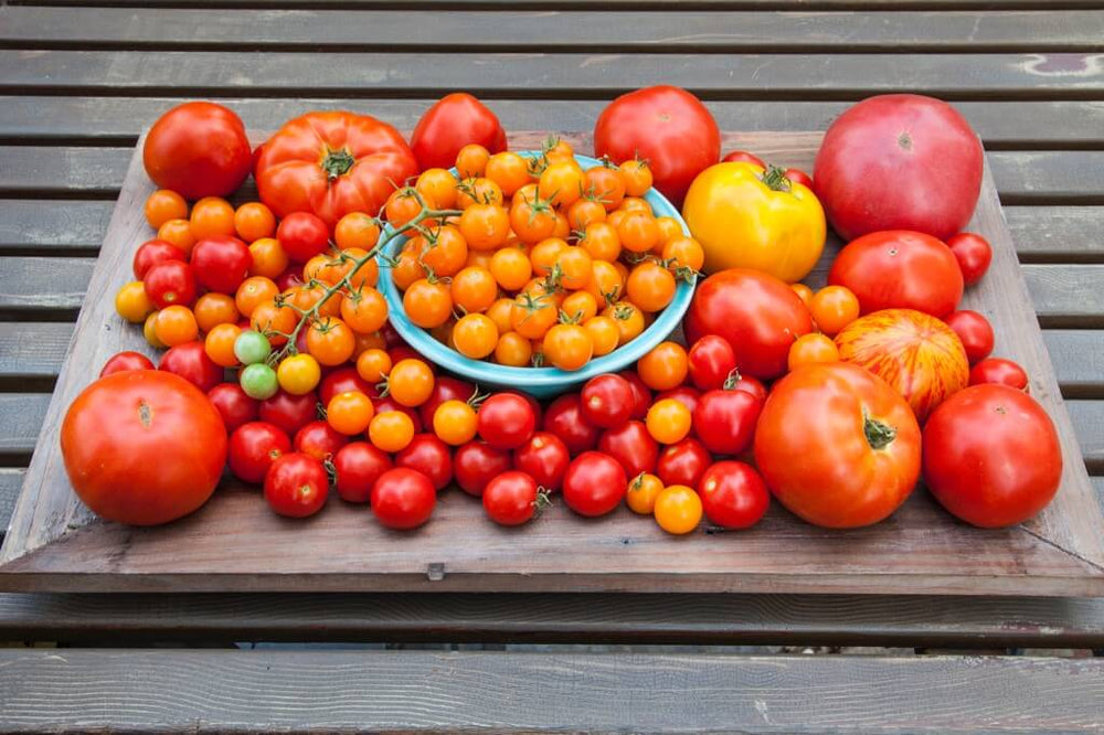 Different Types of Tomatoes: mixed varieties of tomatoes on wooden tray