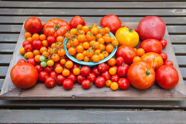 Different Types of Tomatoes: mixed varieties of tomatoes on wooden tray