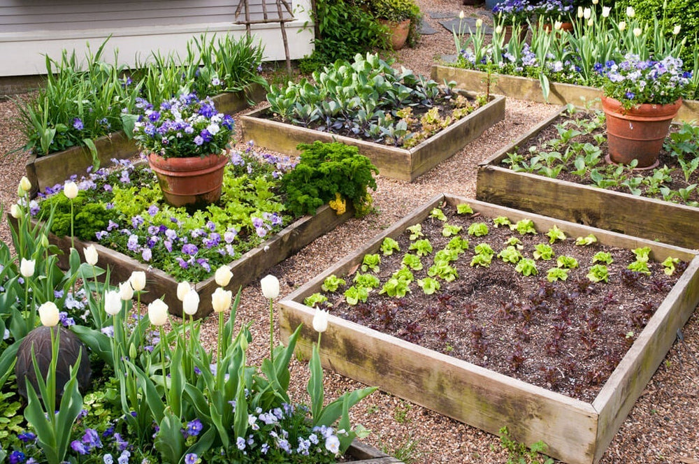 Beautiful raised bed vegetable gardens