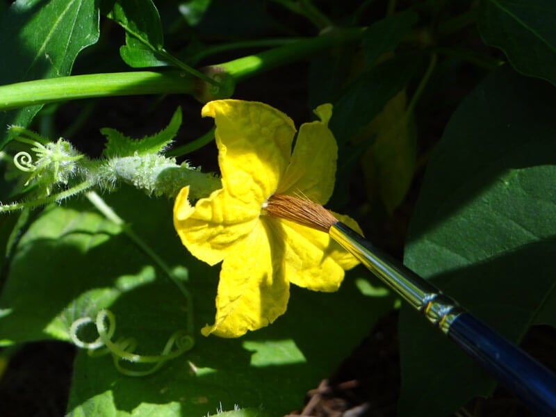 Hand-pollinate your cucumbers.