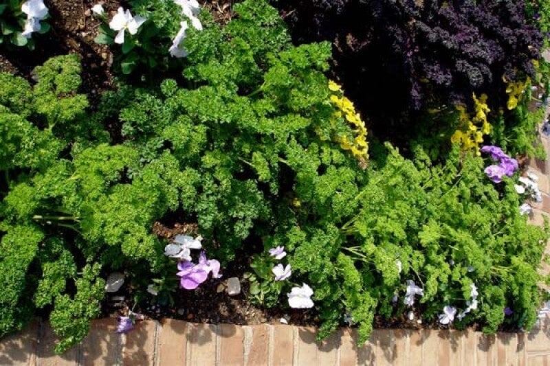 Use parsley to edge beds in your garden and landscape.