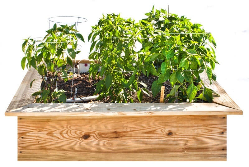 Image of Pepper plants spaced 18 inches apart in a 4x4 raised bed