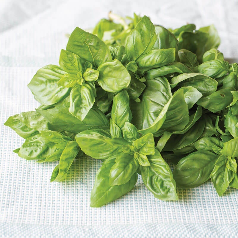 Fresh Basil Pesto – Bonnie Plants