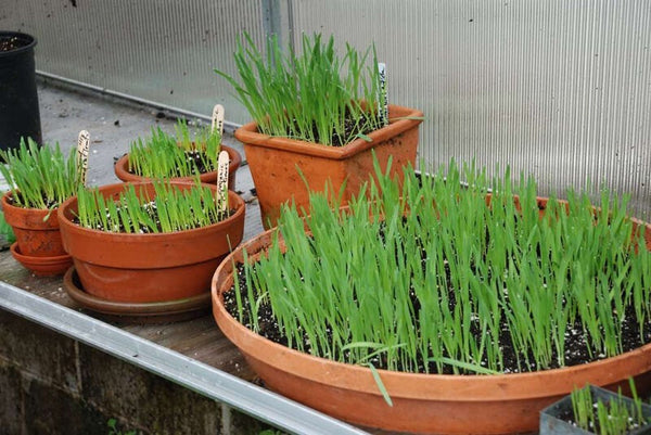 Grow pet grass in clay pots for its green color.