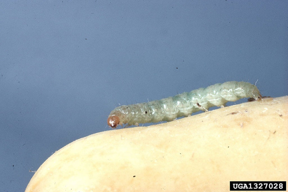 Close-up of pickleworm larva on squash