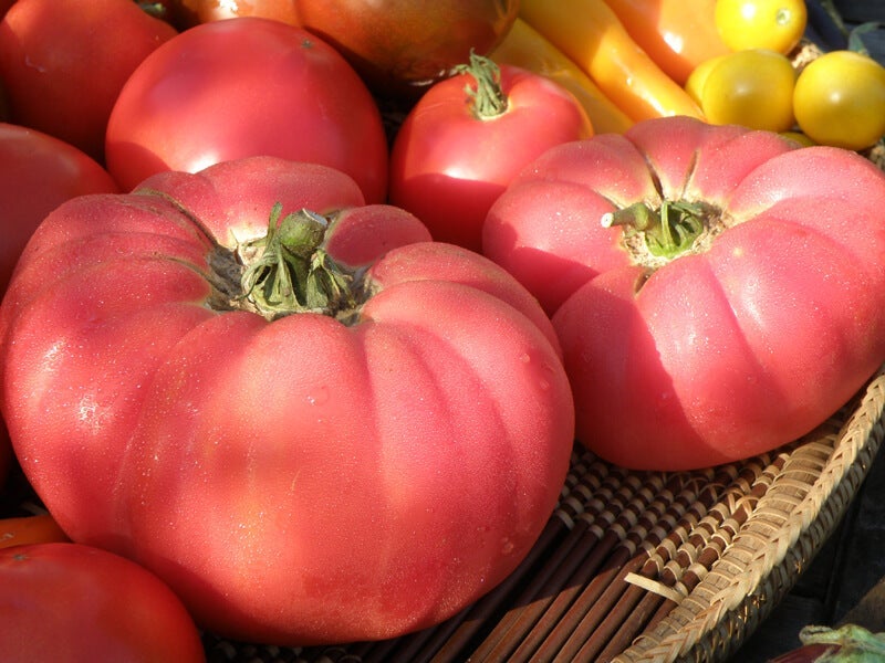 Organic Pink Brandywine Heirloom Tomatoes, 1 lb, Tomatero Farm