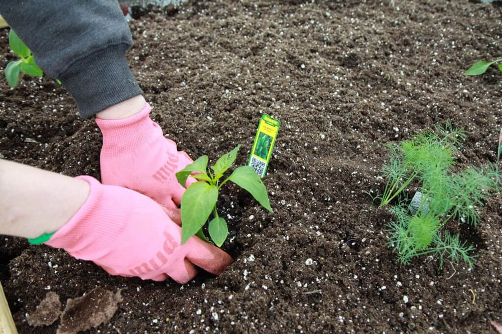 Planting Peppers: putting in new plant