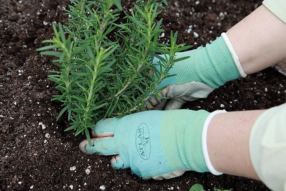 Potting Mix: planting rosemary in raised bed with potting mix