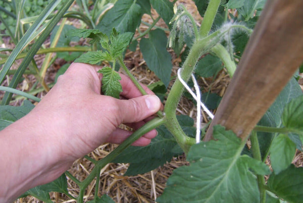 How to Prune Tomatoes: removing suckers from tomato plants