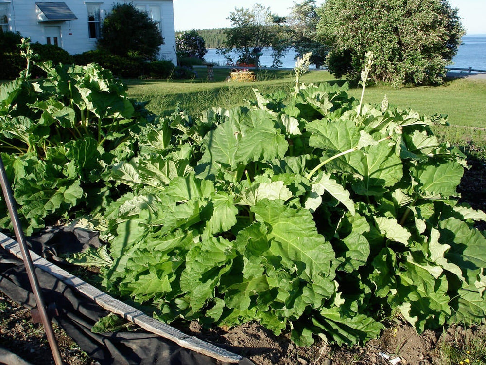 growing rhubarb in the garden