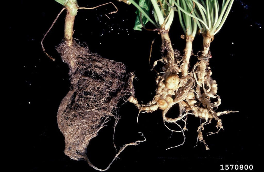 Critters Down Under: Root-Knot Nematodes