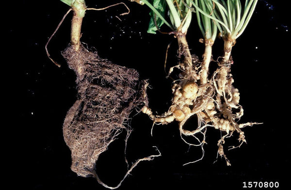 Healthy tomato roots (left) and roots damaged by root-know nematodes (right)