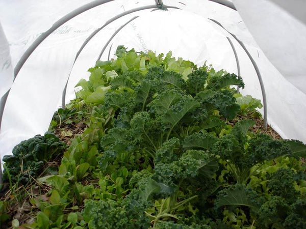 Winter greens are cold hardy but may need some extra warmth on really cold nights. Use row cover.