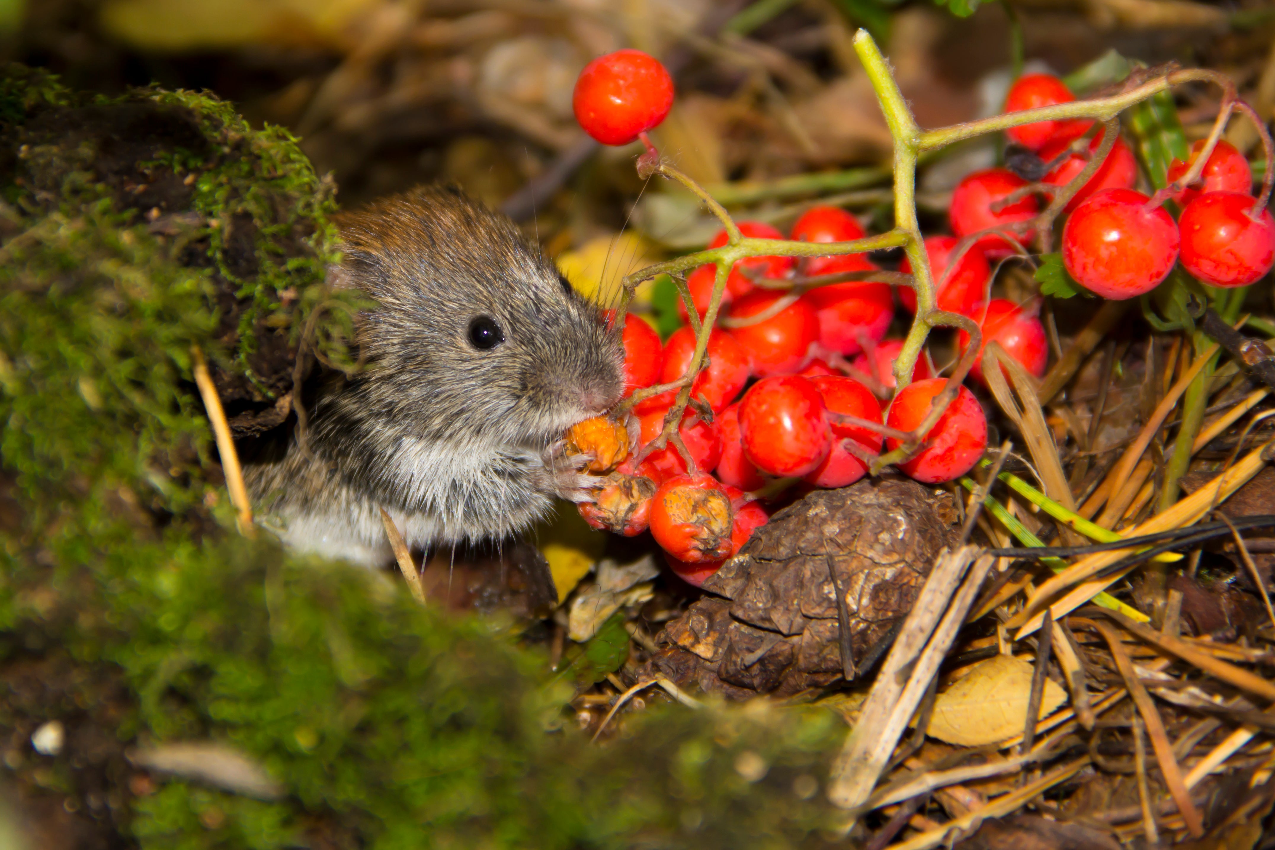 How To Trap Voles Out of Your Yard or Garden. 